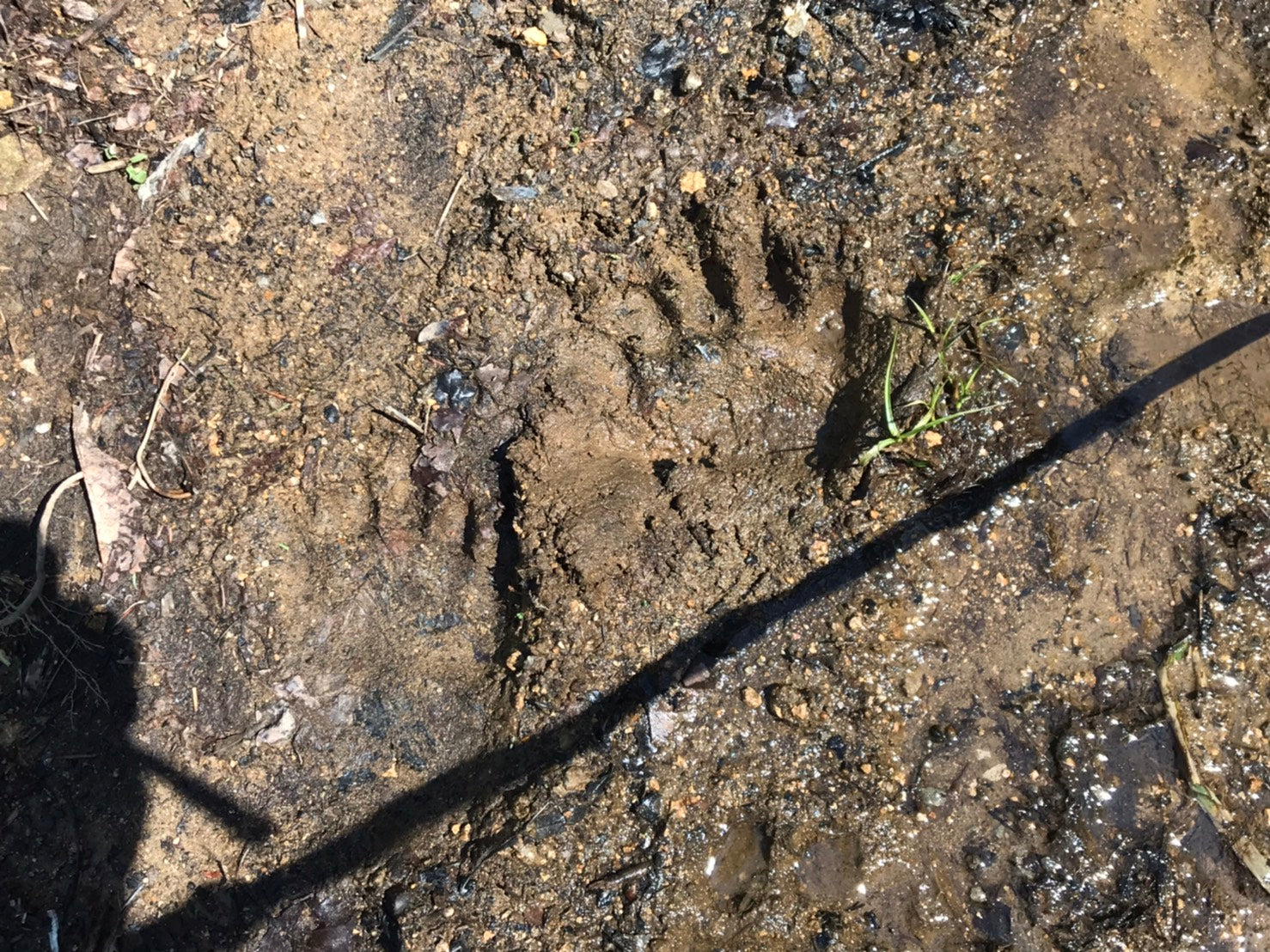 【わたしの極上♡札幌ライフ】札幌市内の山歩きで北海道の春を感じる