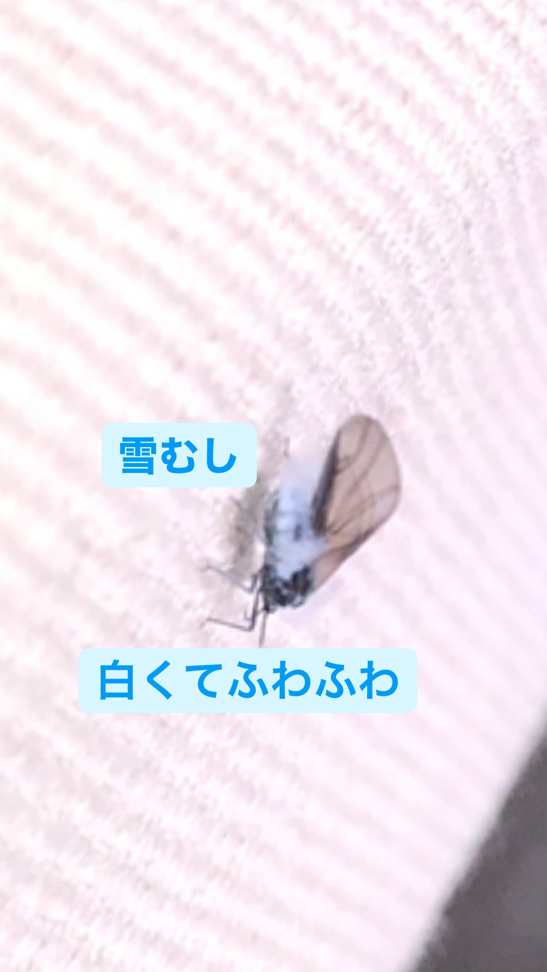 雪むし