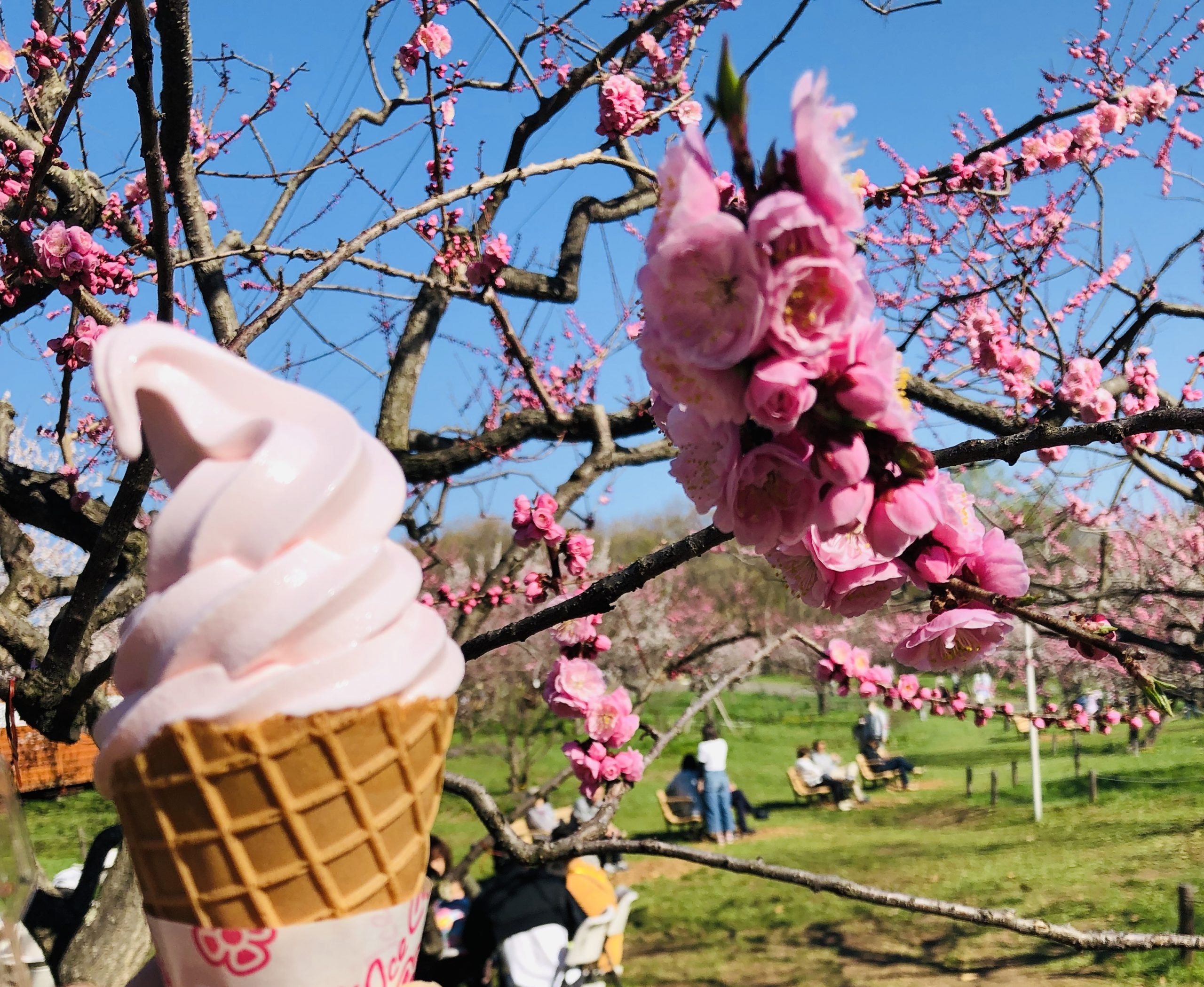 【わたしの極上♡札幌ライフ】札幌梅林公園 で 北海道の春を感じる