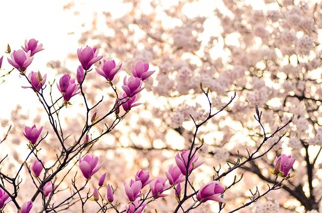 運気アップ↑↑↑春分の日は最強パワーデイ??3月にやると良いこと