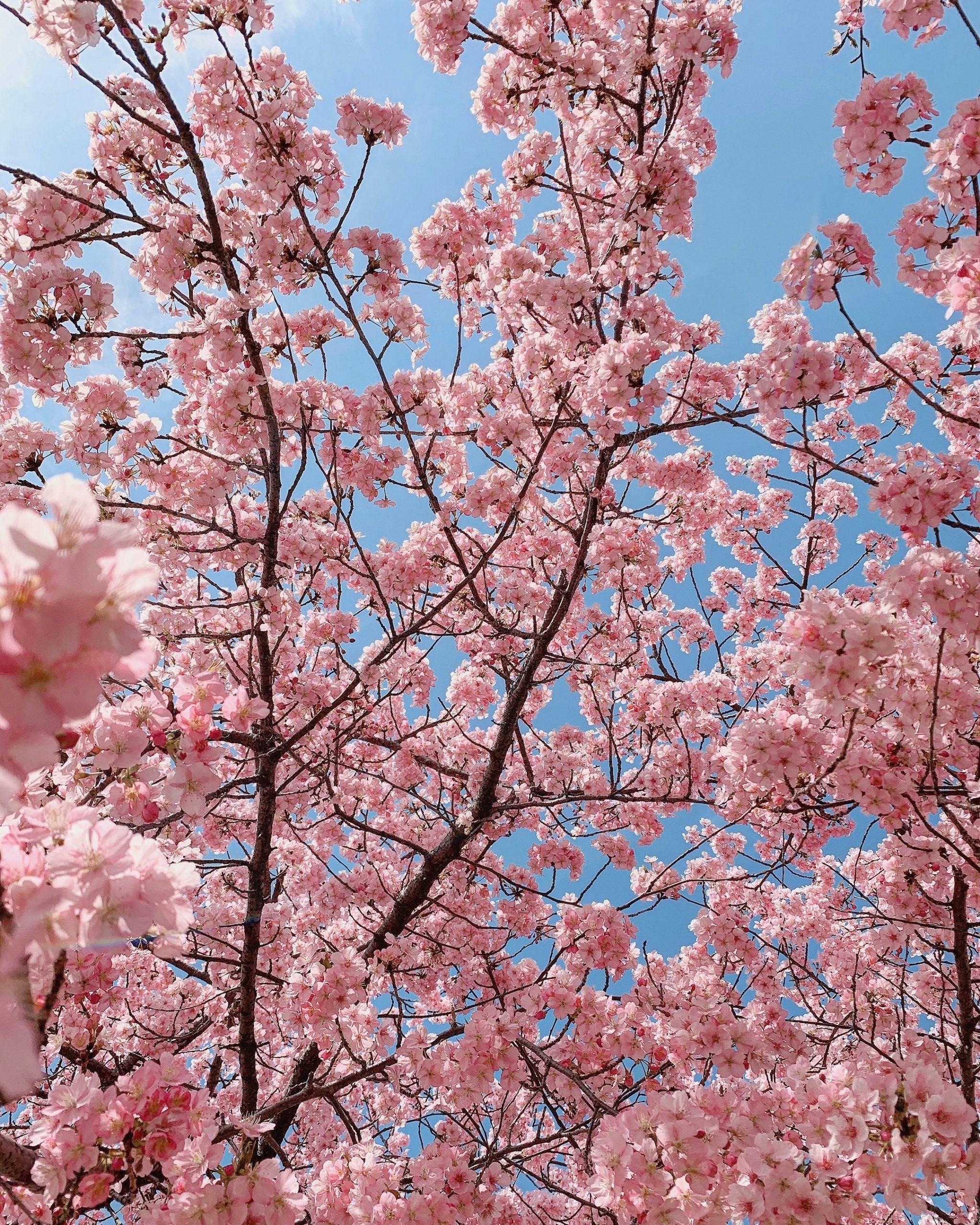 桜の季節🌸今年の桜の開花宣言は??