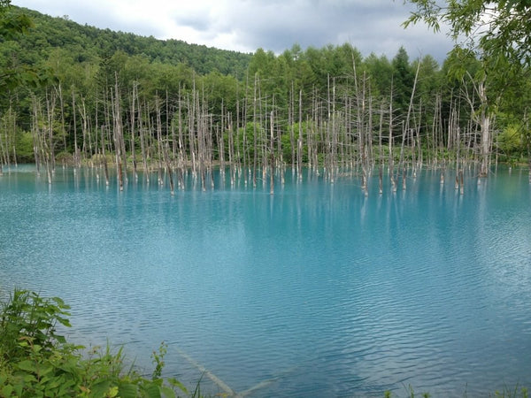 【わたしの極上♡札幌ライフ】北海道 ドライブ［美瑛］青い池の美しさにため息