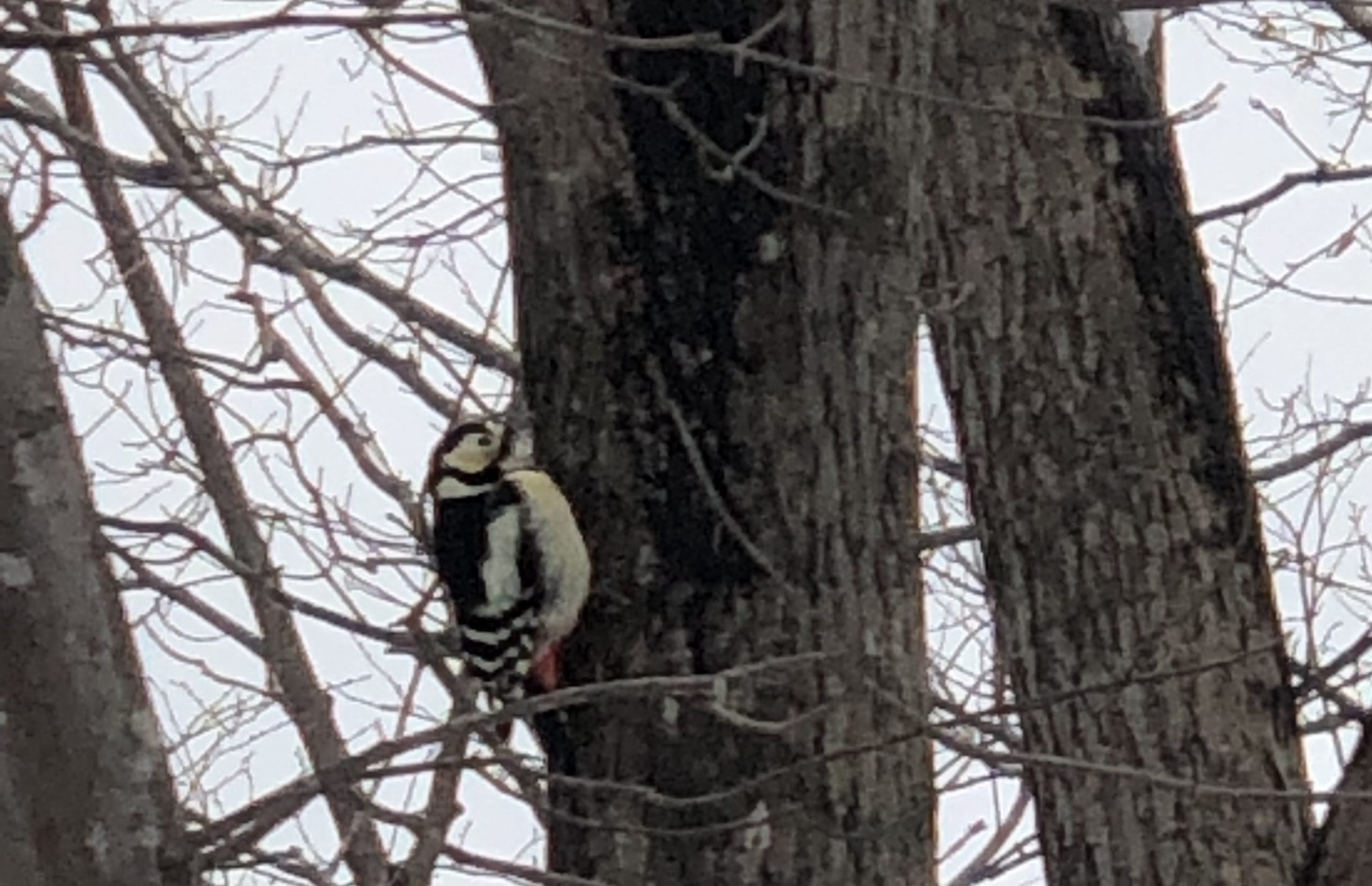 【わたしの極上♡札幌ライフ】冬の札幌市内で見れる野鳥たち